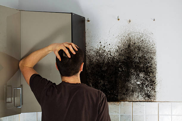 Home Mold Removal in Mcqueeney, TX